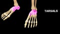 Tarsals Bones of Human Foot Royalty Free Stock Photo